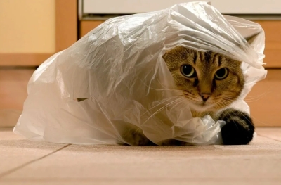 Как не купить кота в мешке и получить меньше «сюрпризов» в отношениях